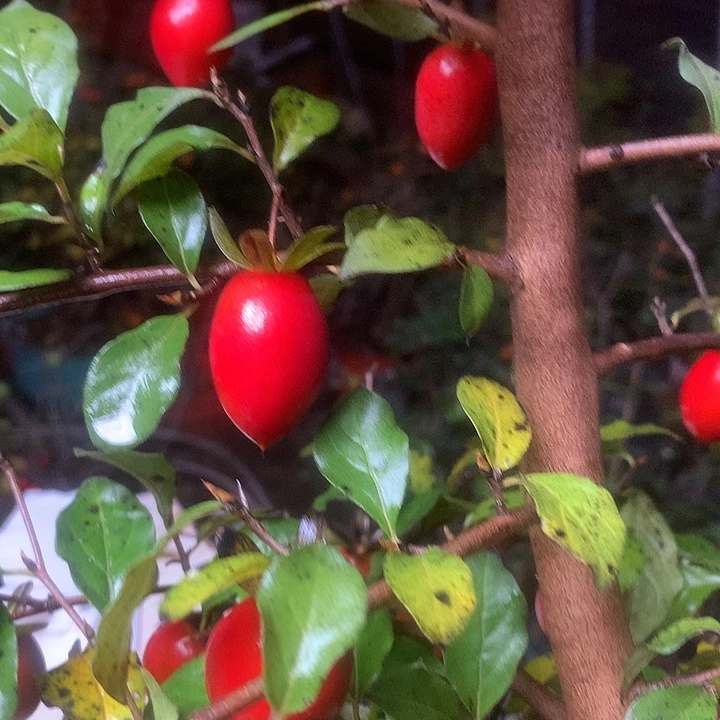 无花朵老鸦的眼睛