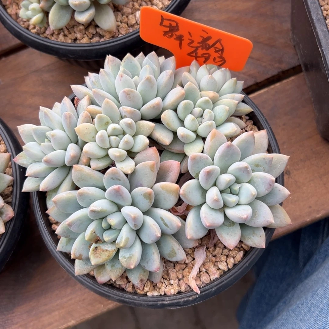 舞***韵大叶奶糖1111111111111111