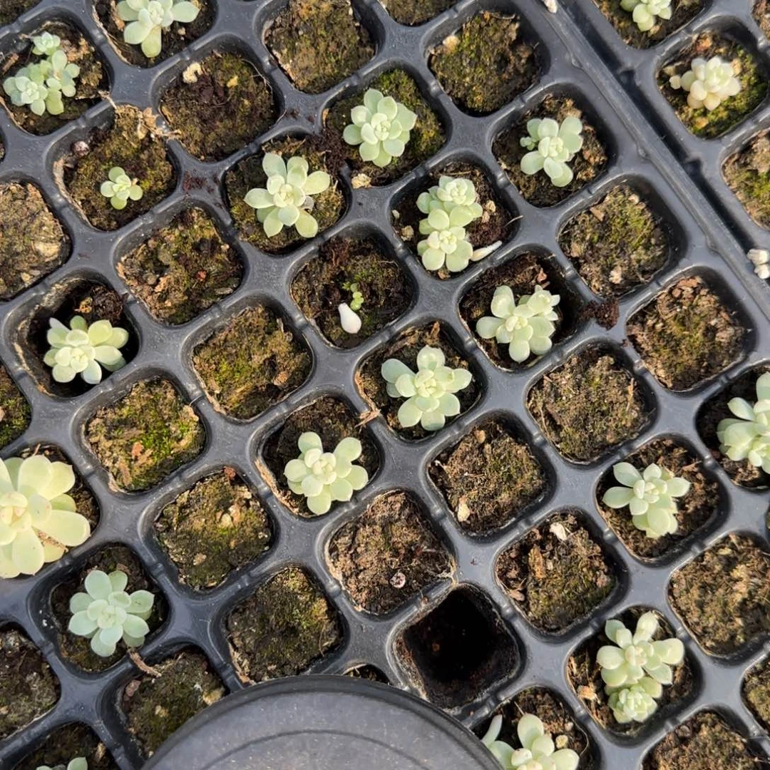 三个小竹马穴满25包邮