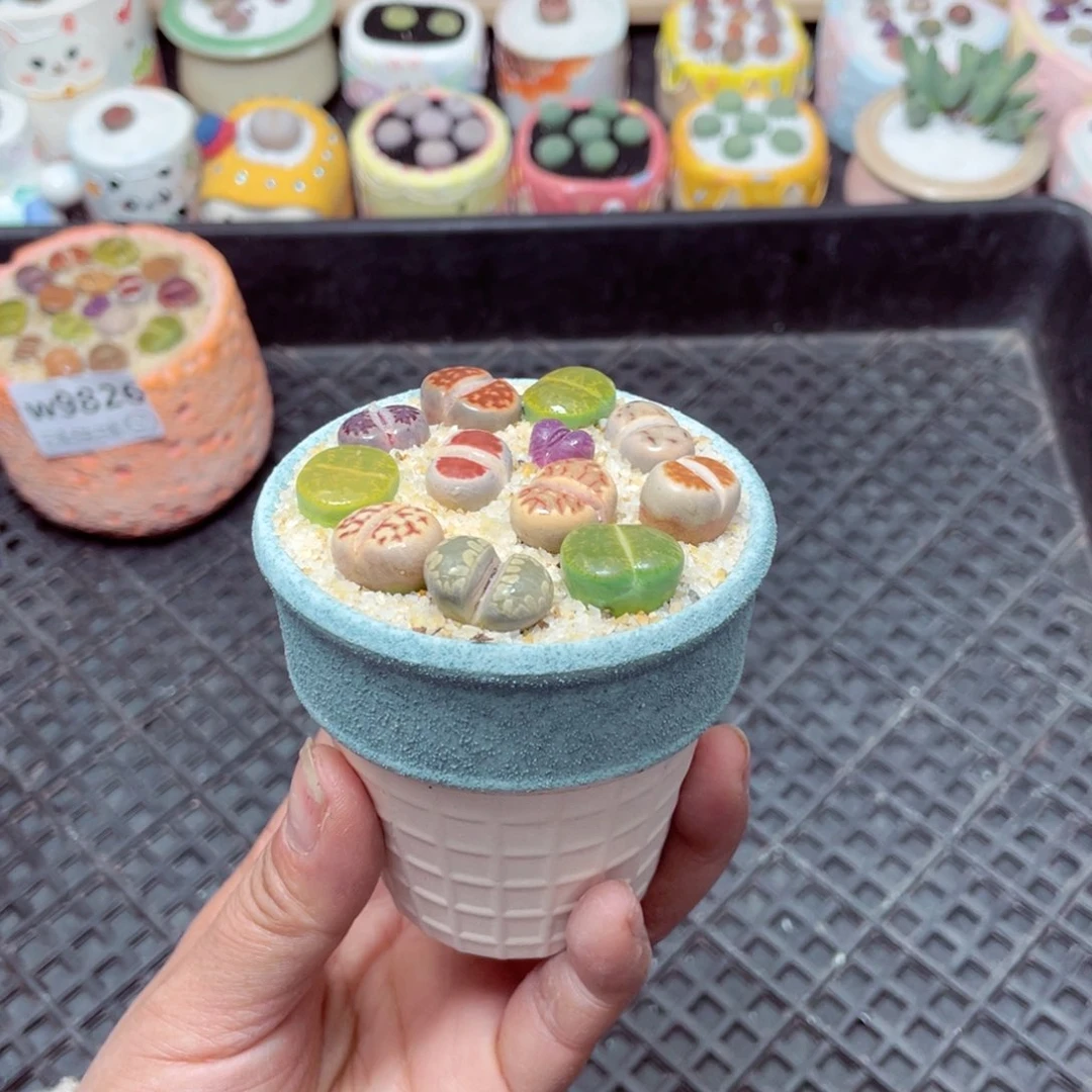 w9827 -零下地区拍保温箱-15支持寄养