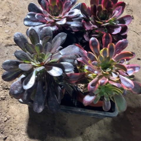 892多肉植物组合