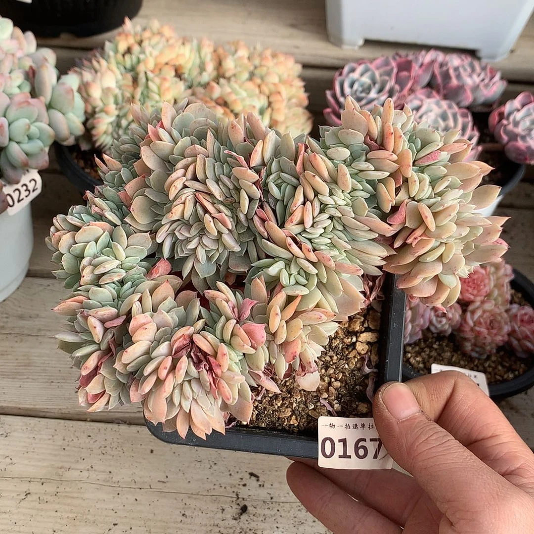 167原始海棠花缀化17厘米