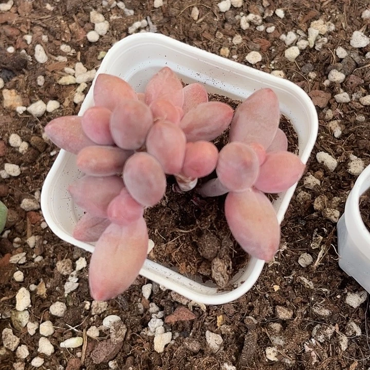 一我一拍满18包邮