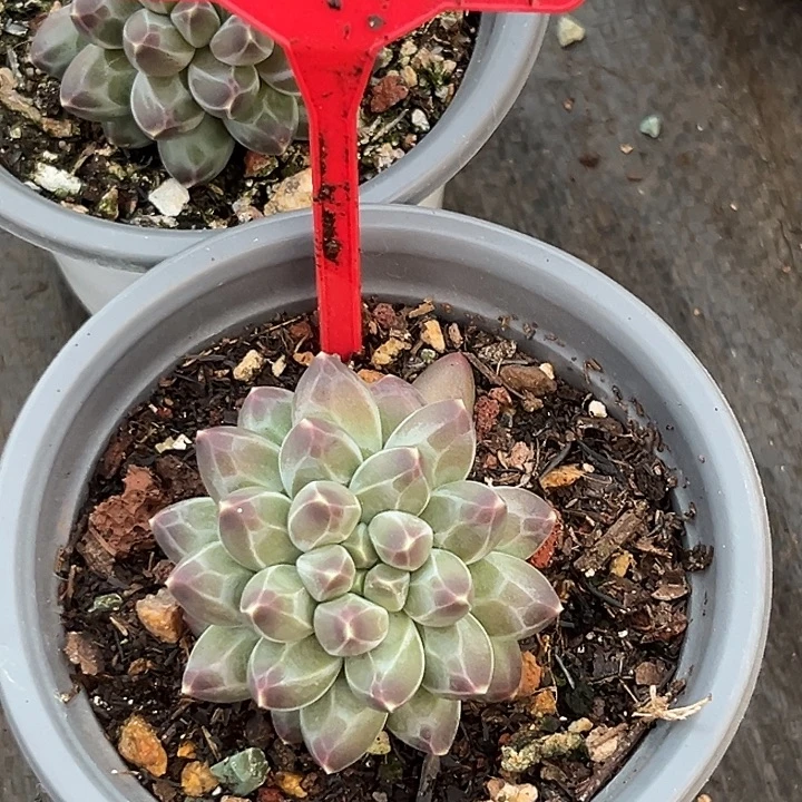 申公豹一物一775拍