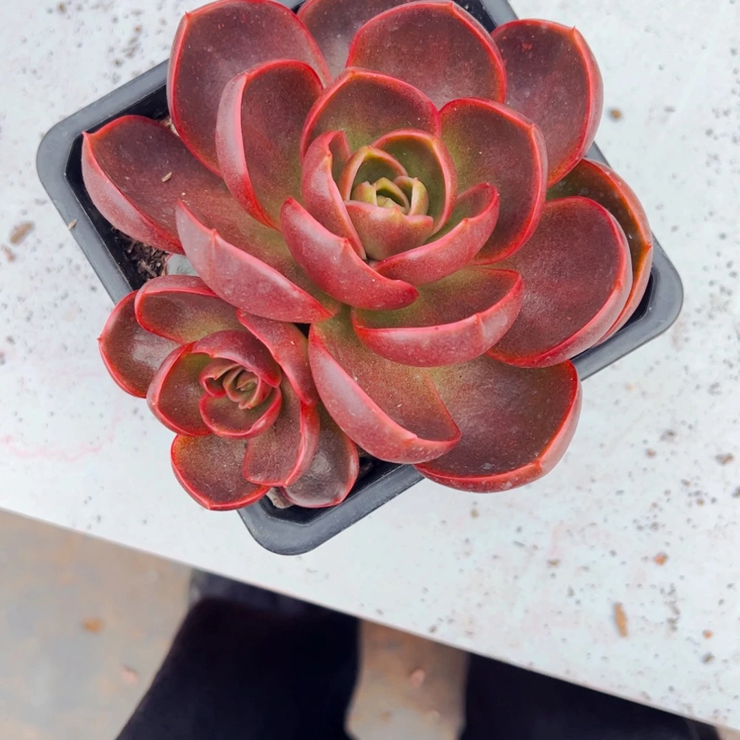 ***多肉植物组合红灯2头