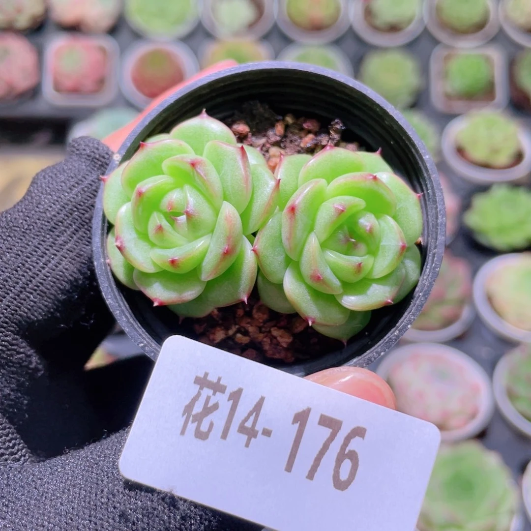 花利美14-176新品珍妮
