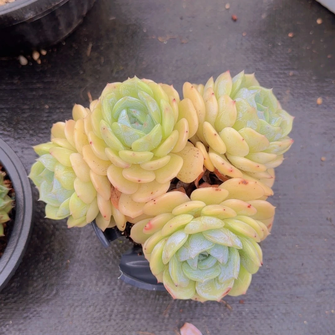 多肉植物多肉植物