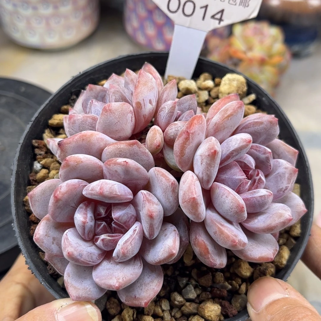 粉底紫心014/10cm3头带崽