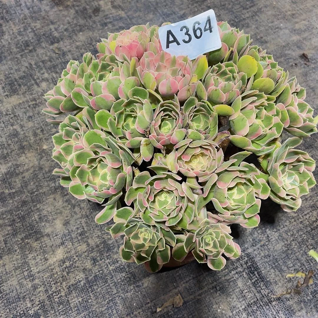 猫***?皇后364不带土发货