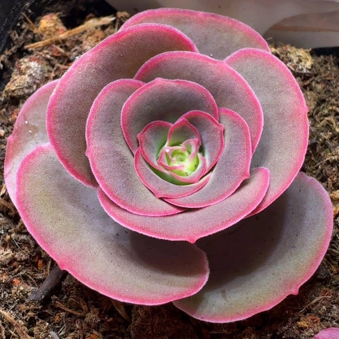 楹楹-375-冠幅 3CM