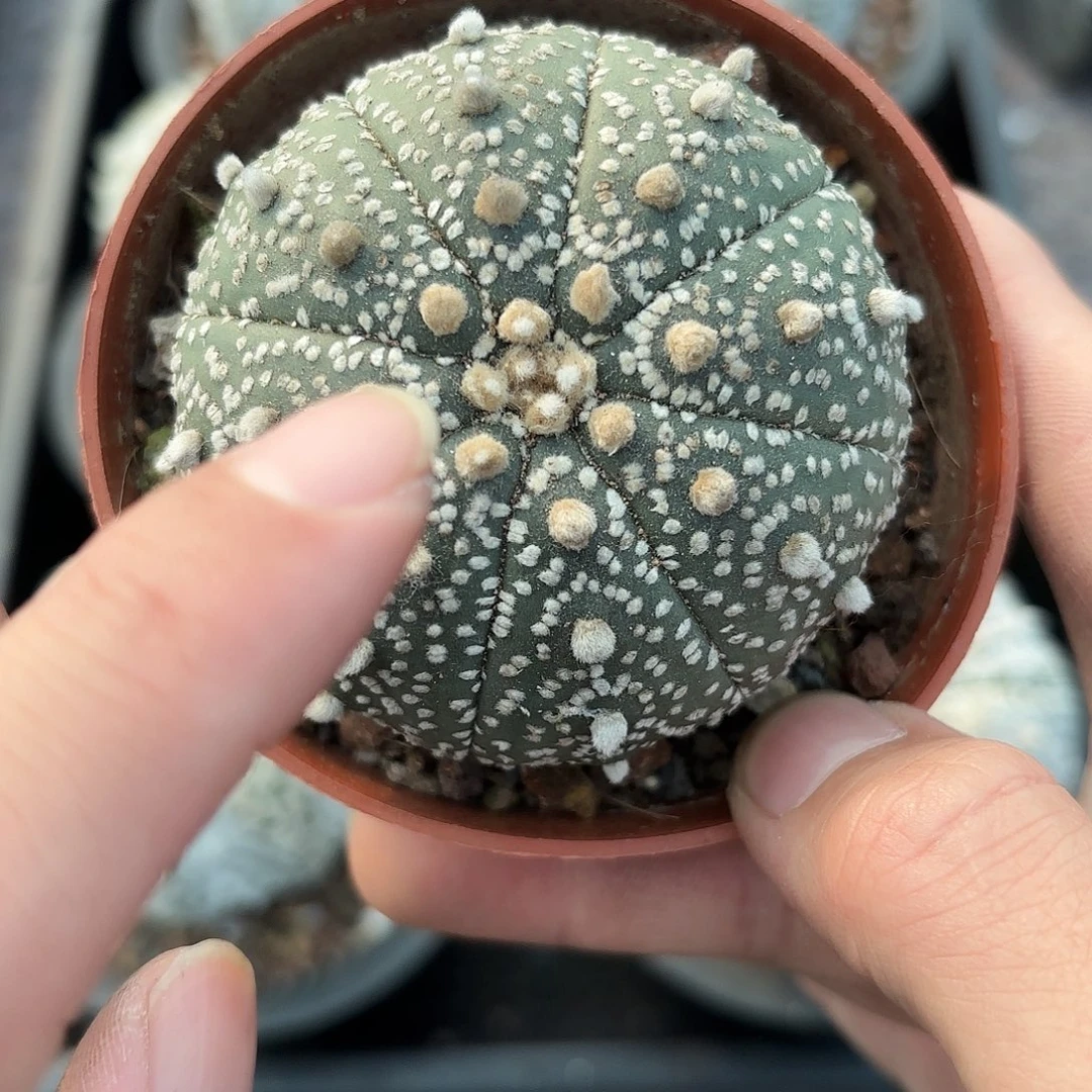 脱土发，保健康，一物一拍