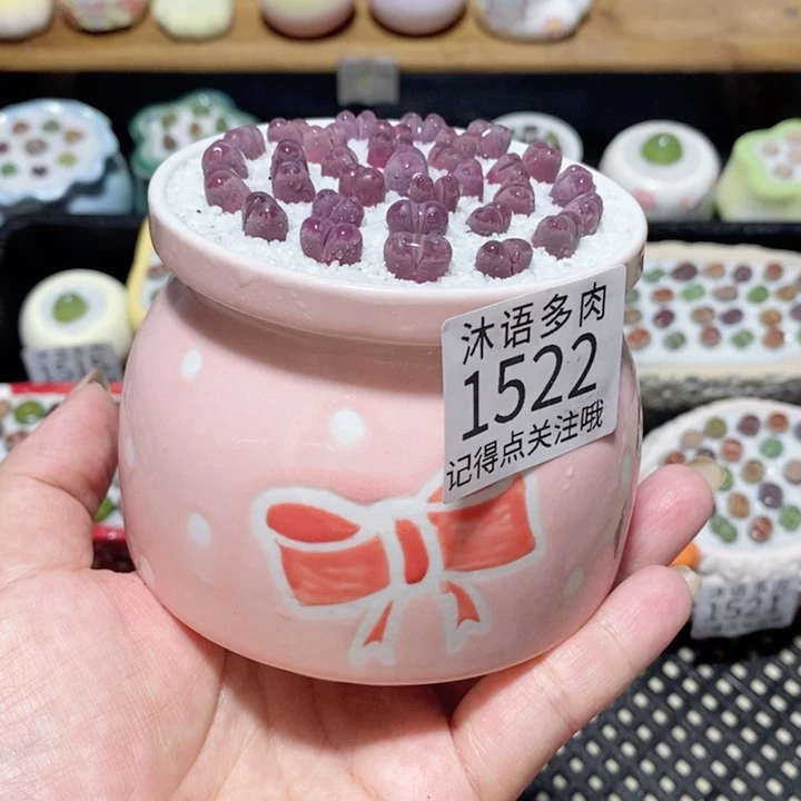 带盆土植物 一物一拍1522