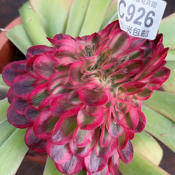 多肉法师荔枝缀化