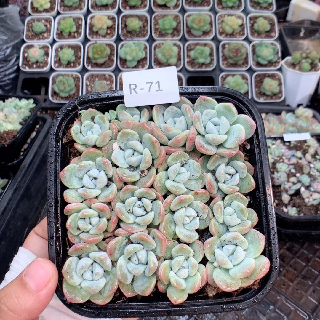 无花朵R71英语英语