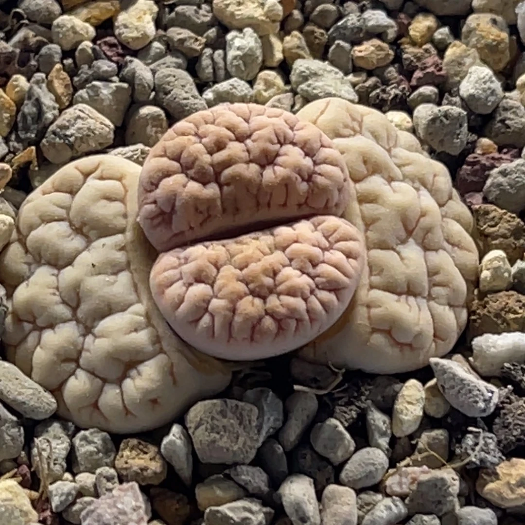 6848凹凸蛙哥脑纹189一颗