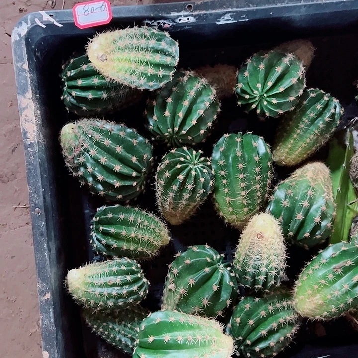 彩草侧芽组合16个花色不重复