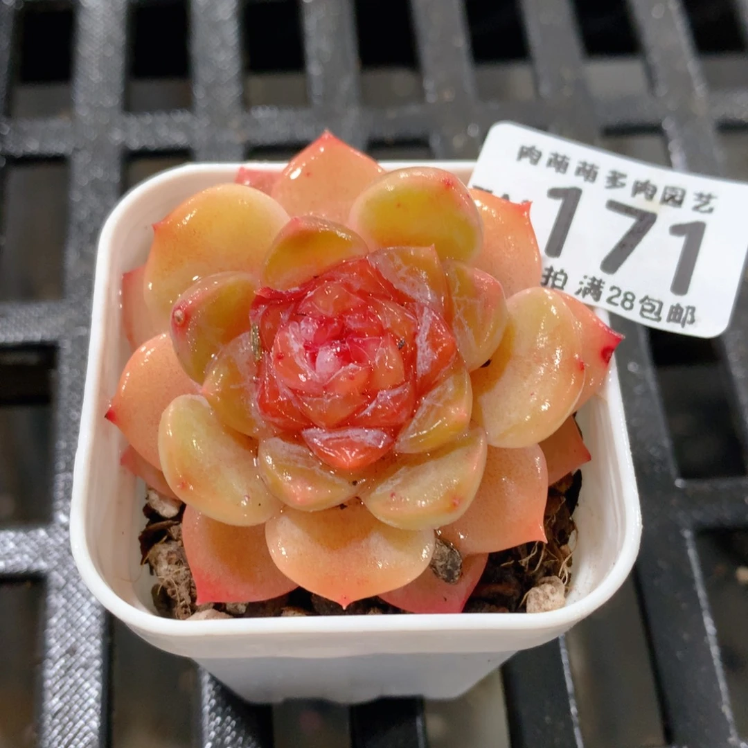 肉萌萌拇指盆精控多肉ZM171