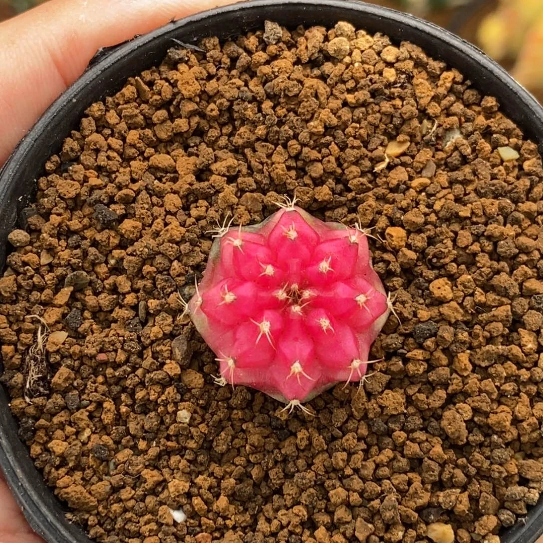 樱花穹顶0000000012