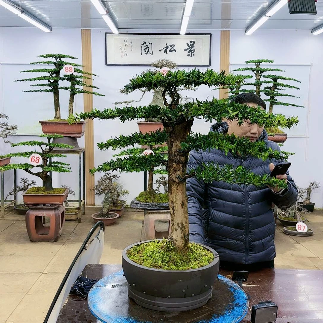 盆景欢迎大家一起来捡漏