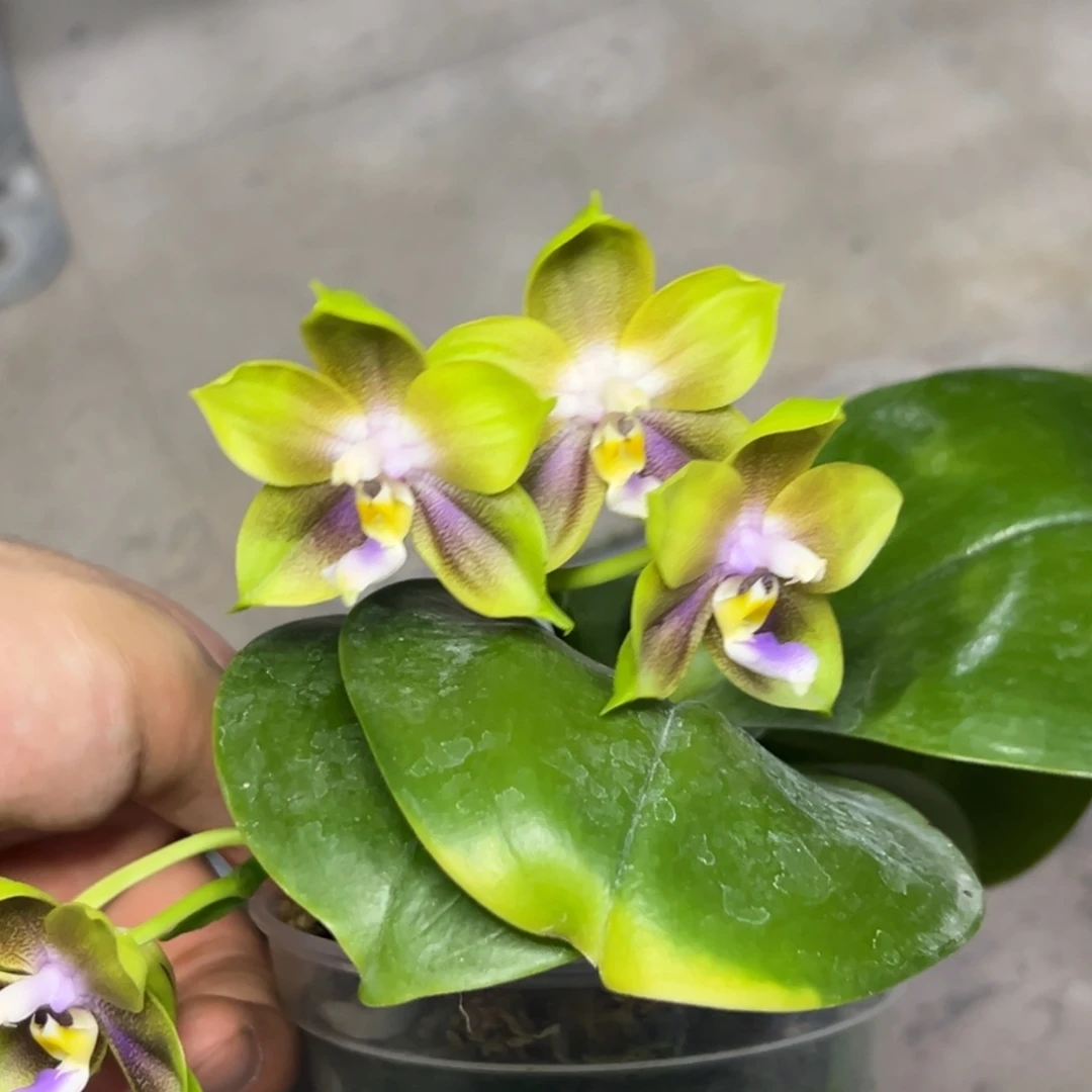 完全开放l307三寸ys1166