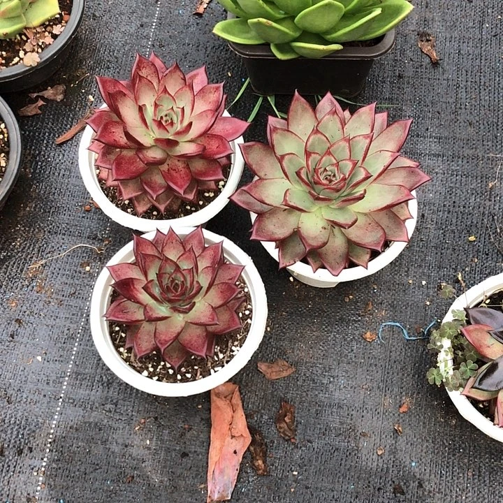 一物一拍多肉植物三颗