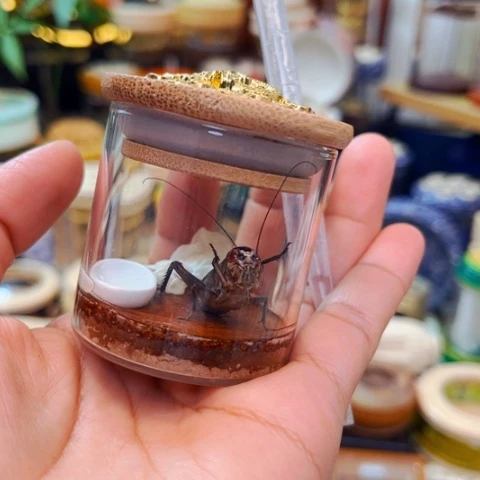 蟋蟀珊瑚眼套装啊啊啊啊啊啊