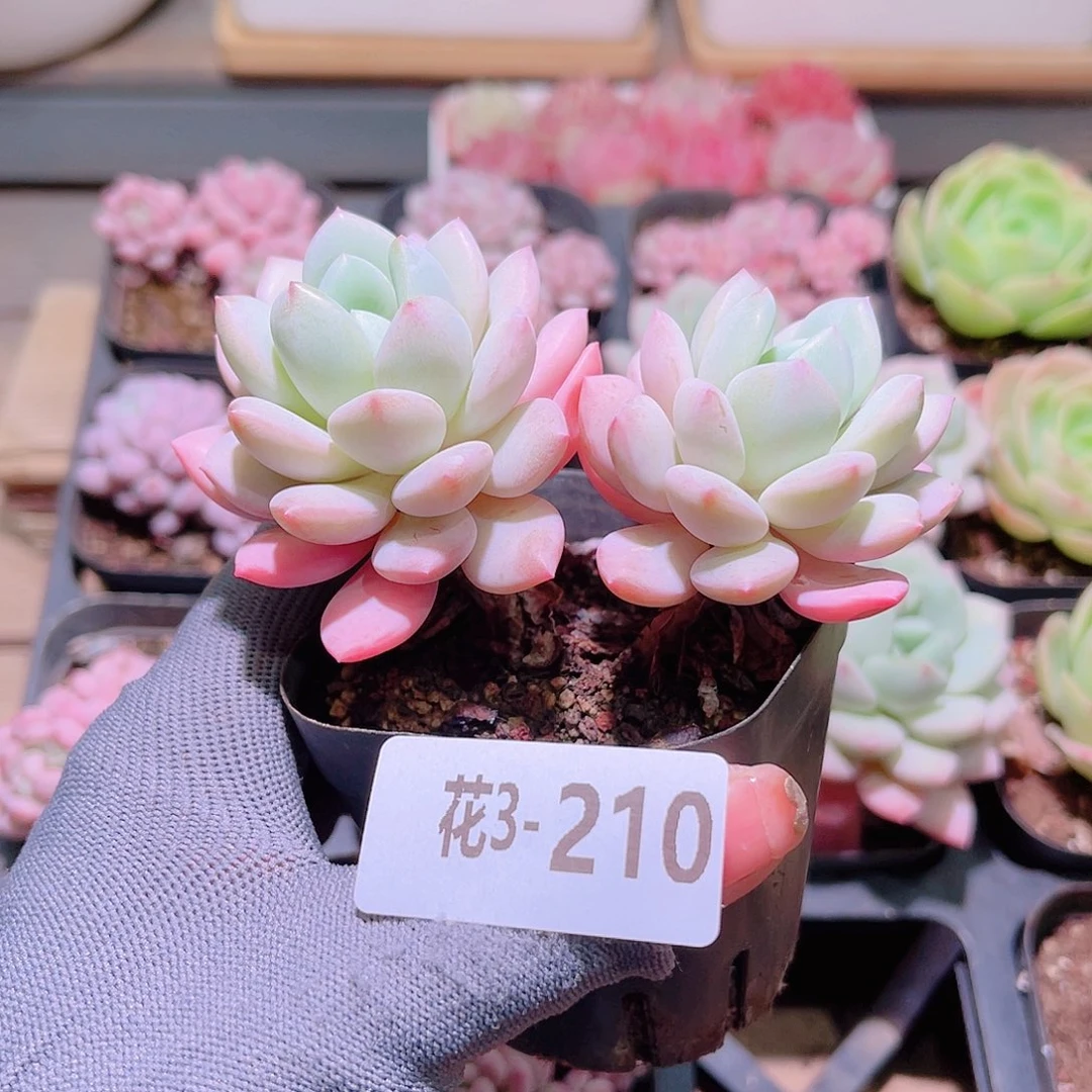 花03-210玉兔双头