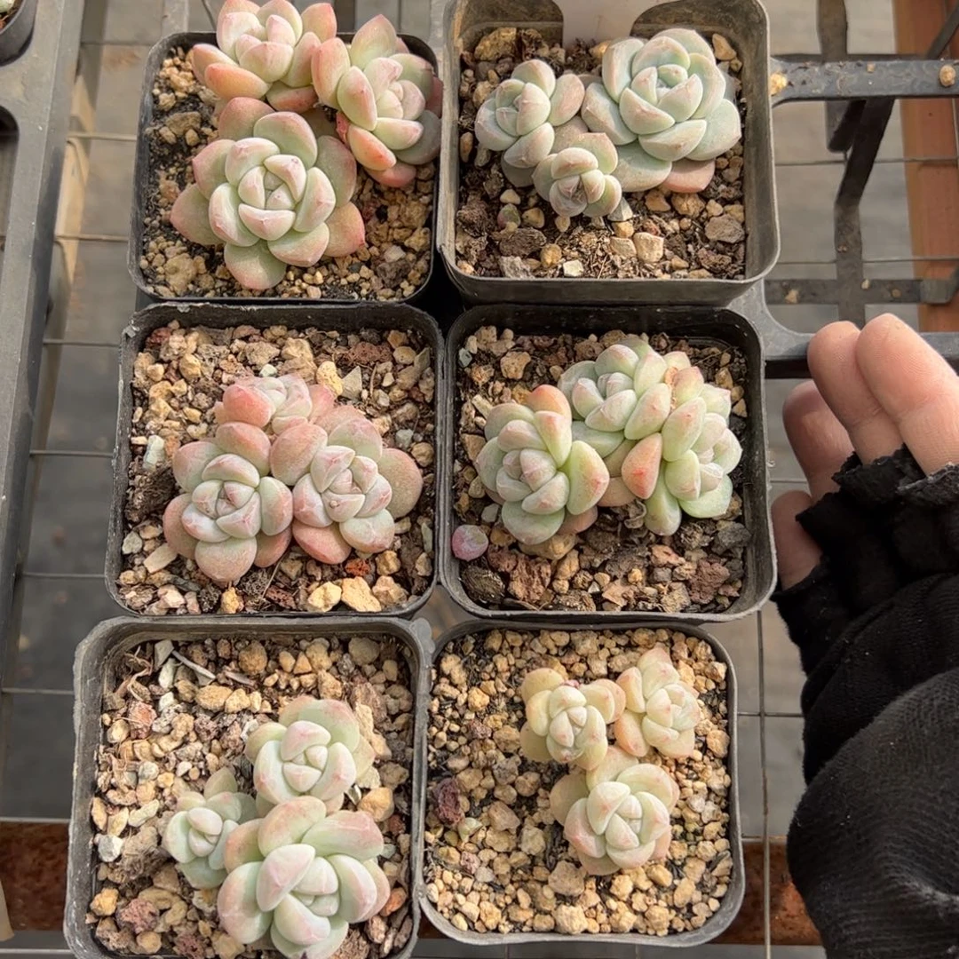 107号冰玉多肉植物