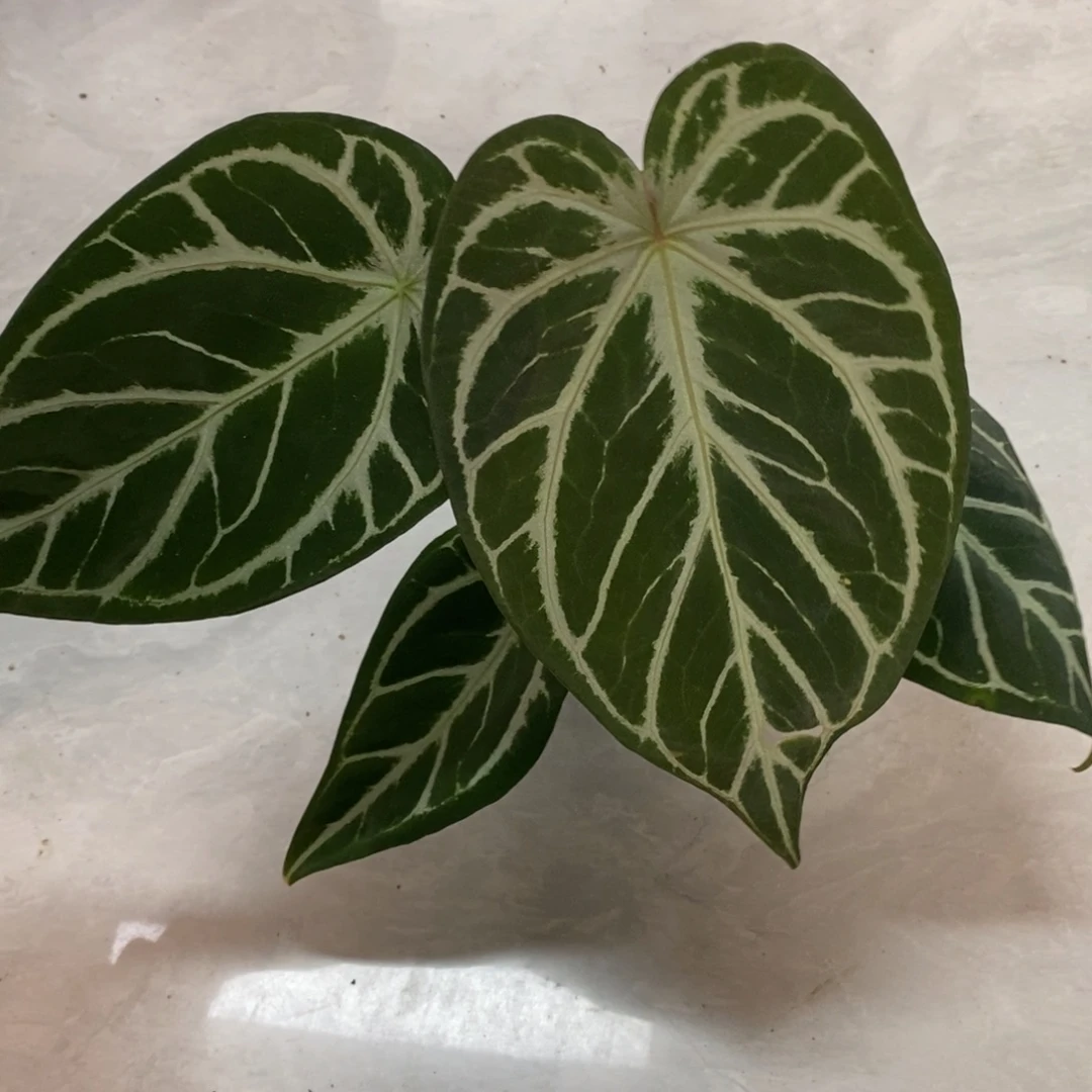 不开花植物银豹花烛