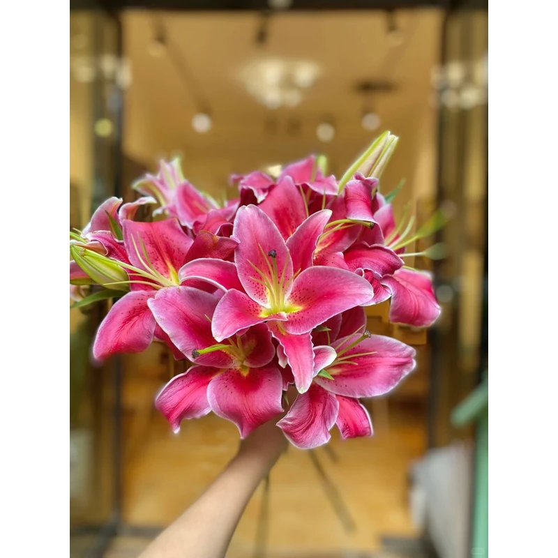 【红雀】香水百合 一单包邮 云南鲜花昆明基地现采现发