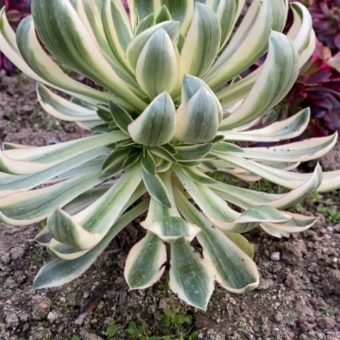 878青莲满25包邮多肉