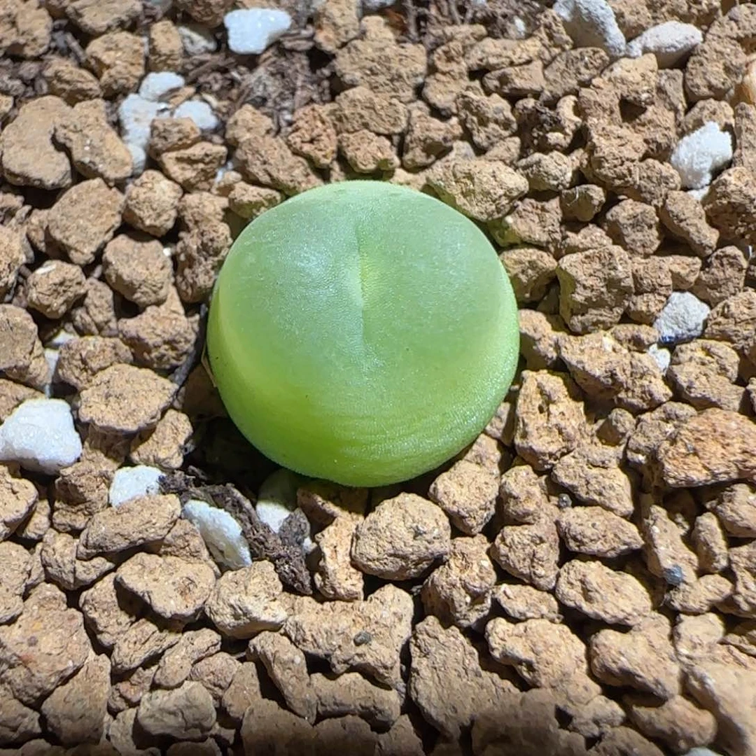 肉锥多肉植物组合-日式拉登529