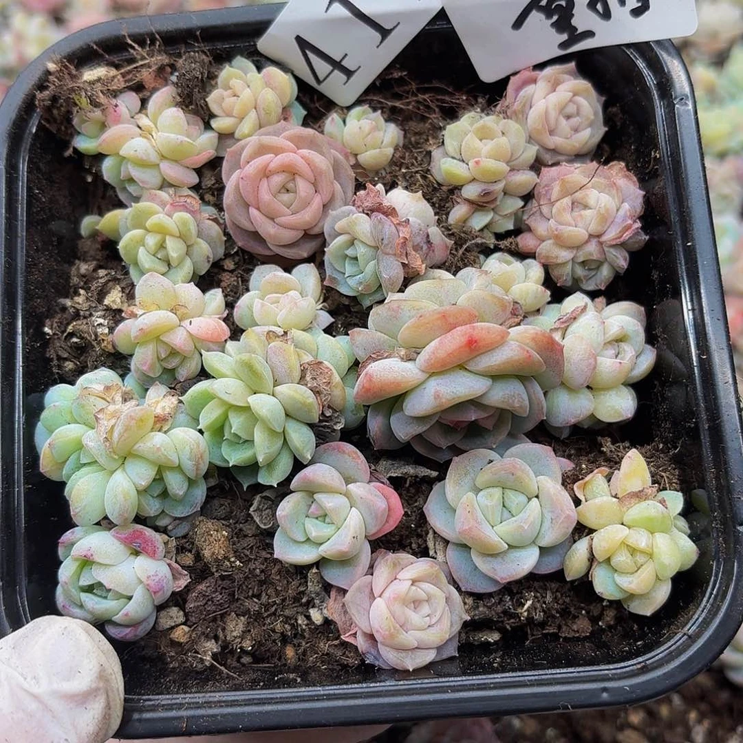 多肉植物多肉植物411量拍