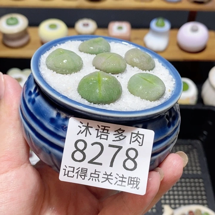带盆土植物 精美盆栽8278