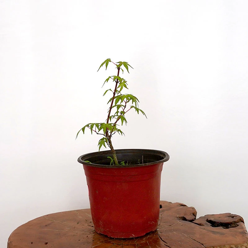 金陵黄金枫树苗橙之梦约旦庭院别墅四季彩色树种红枫南北方种植