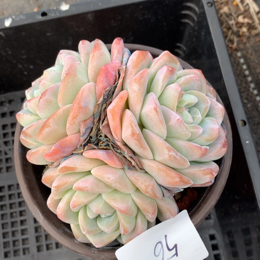 0211-56 冰玉老桩