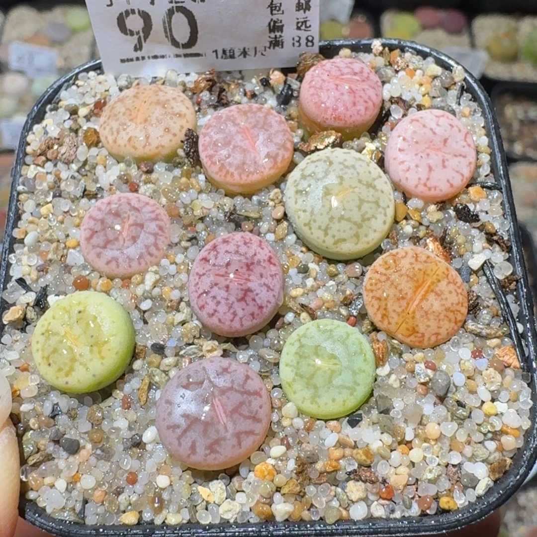 Sss清清清货了便宜90