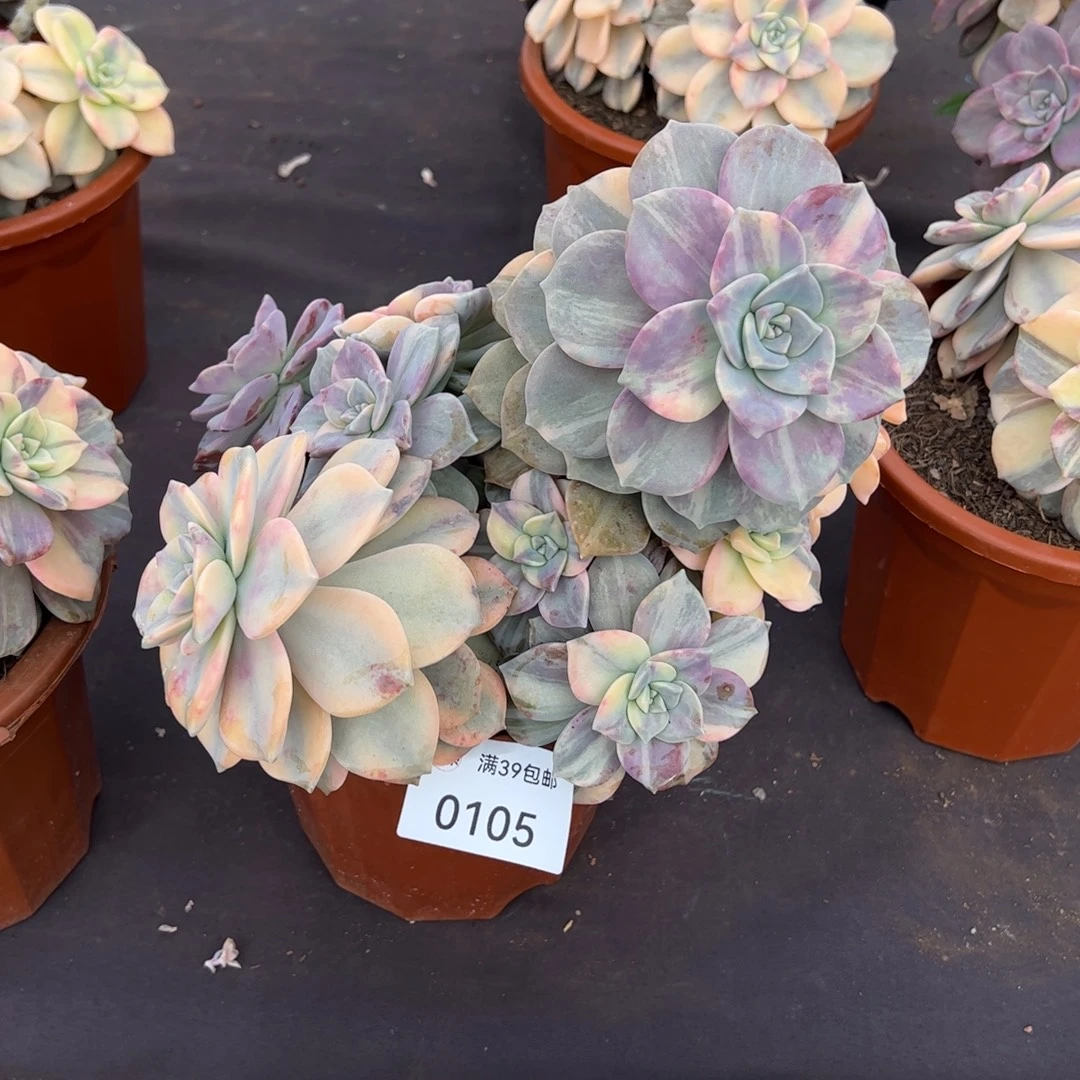 0105多肉植物紫乐锦