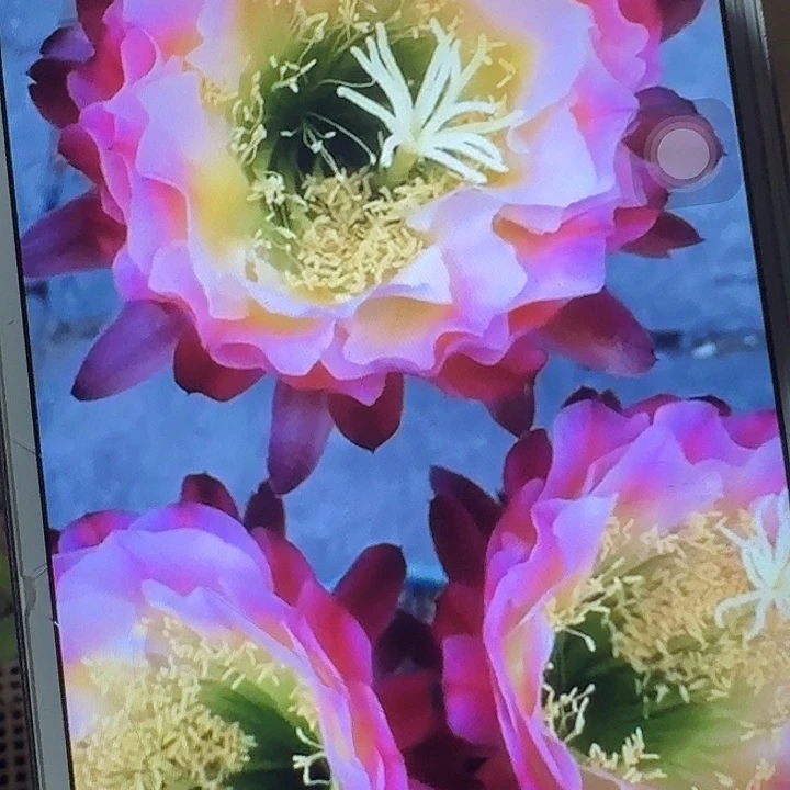茉莉带根高12公分毛花柱