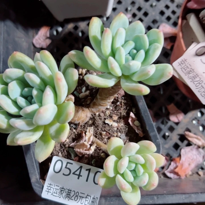 幸运的人是你的人吗