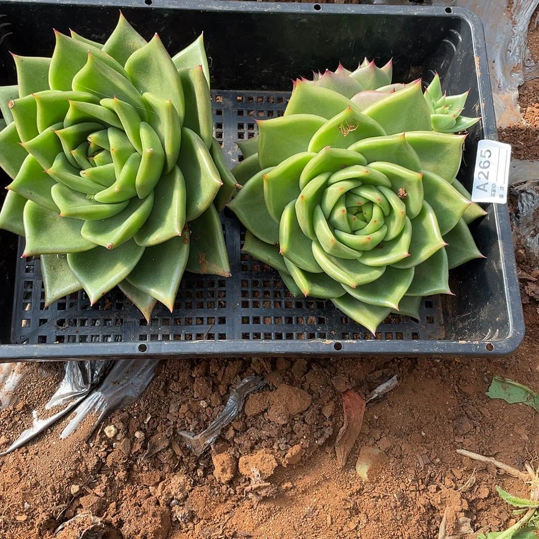 若如多云单拍A265