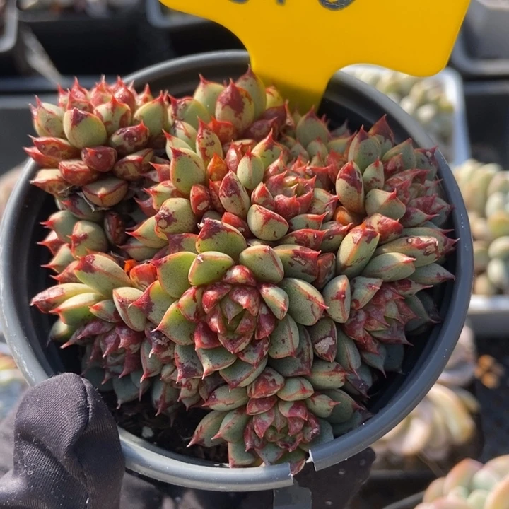 610烟火多肉植物保护