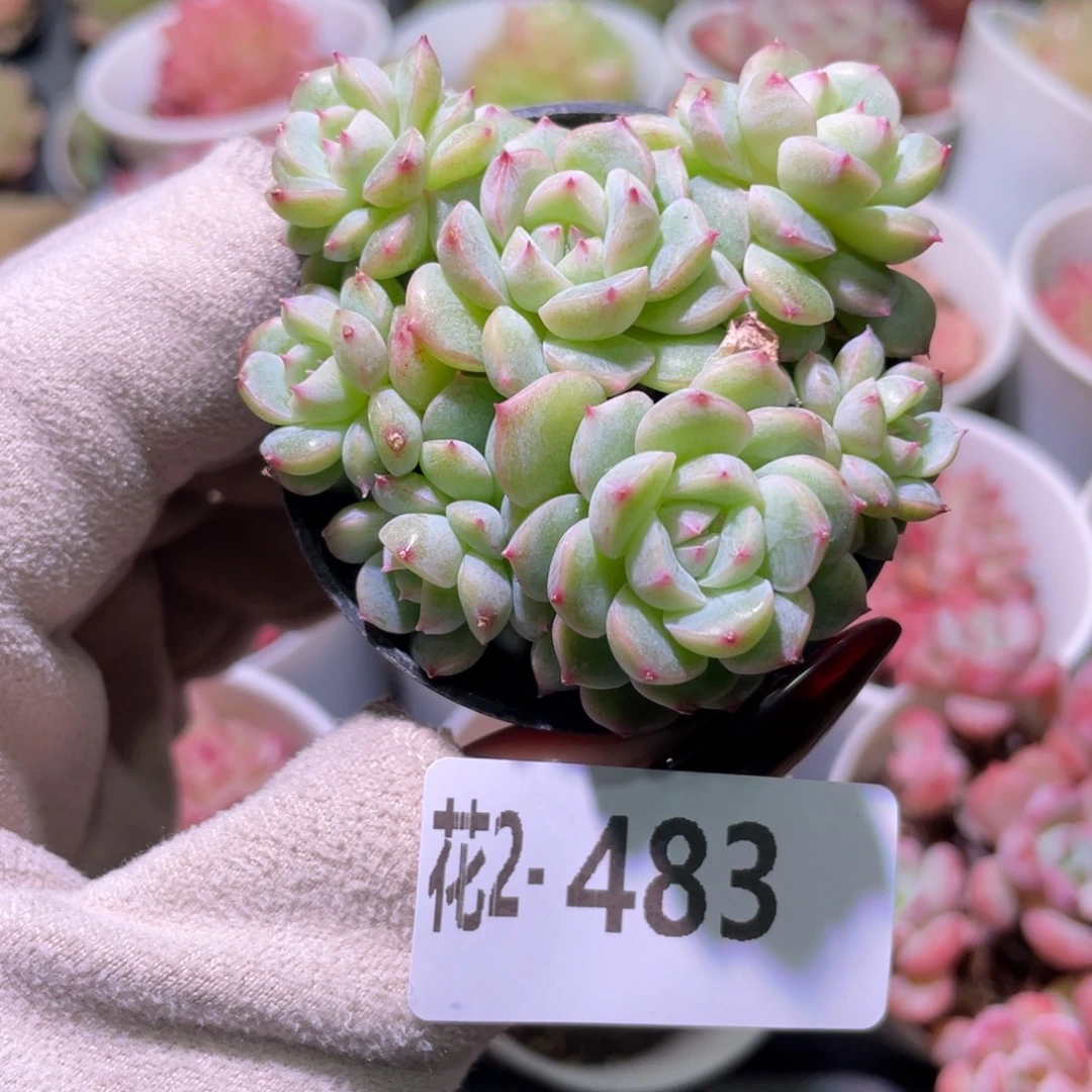 花利美2-483新品群