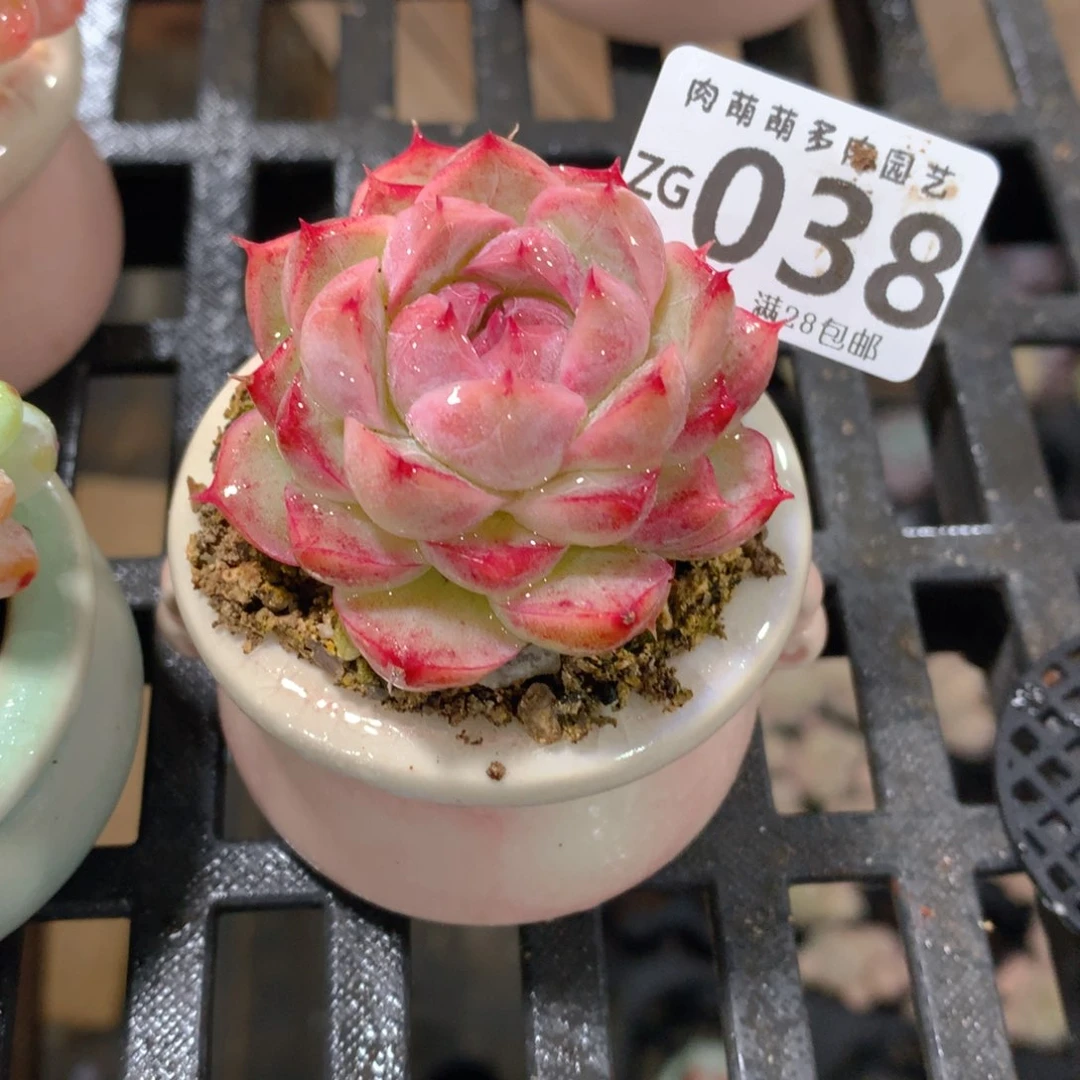 肉萌萌拇指盆精控多肉ZG038