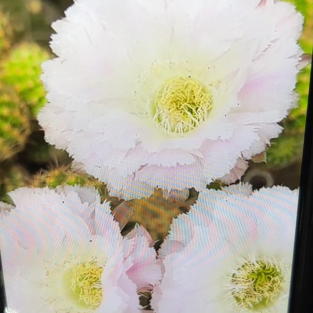 冰可可侧牙20包邮仙人球9