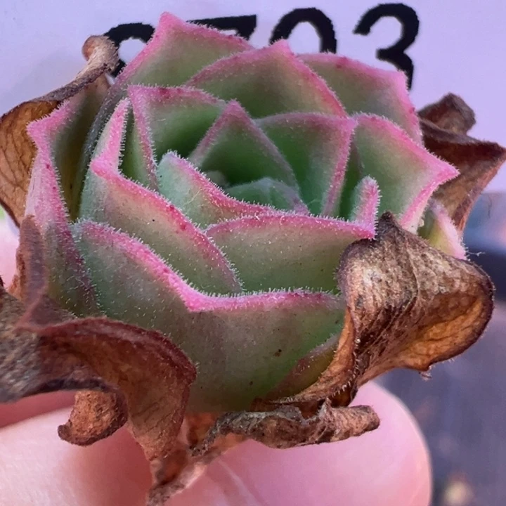 三碗703 疑似倾城花园捡漏福利