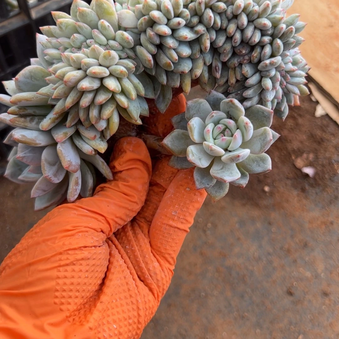 缀化呀呀呀呀呀呀呀呀