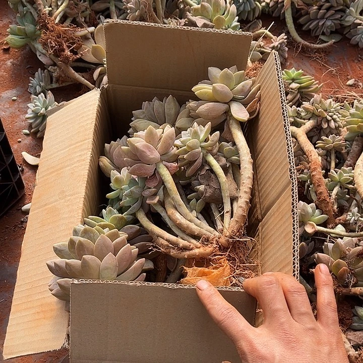 纯淡雪断枝4号9.99多肉植物不售后