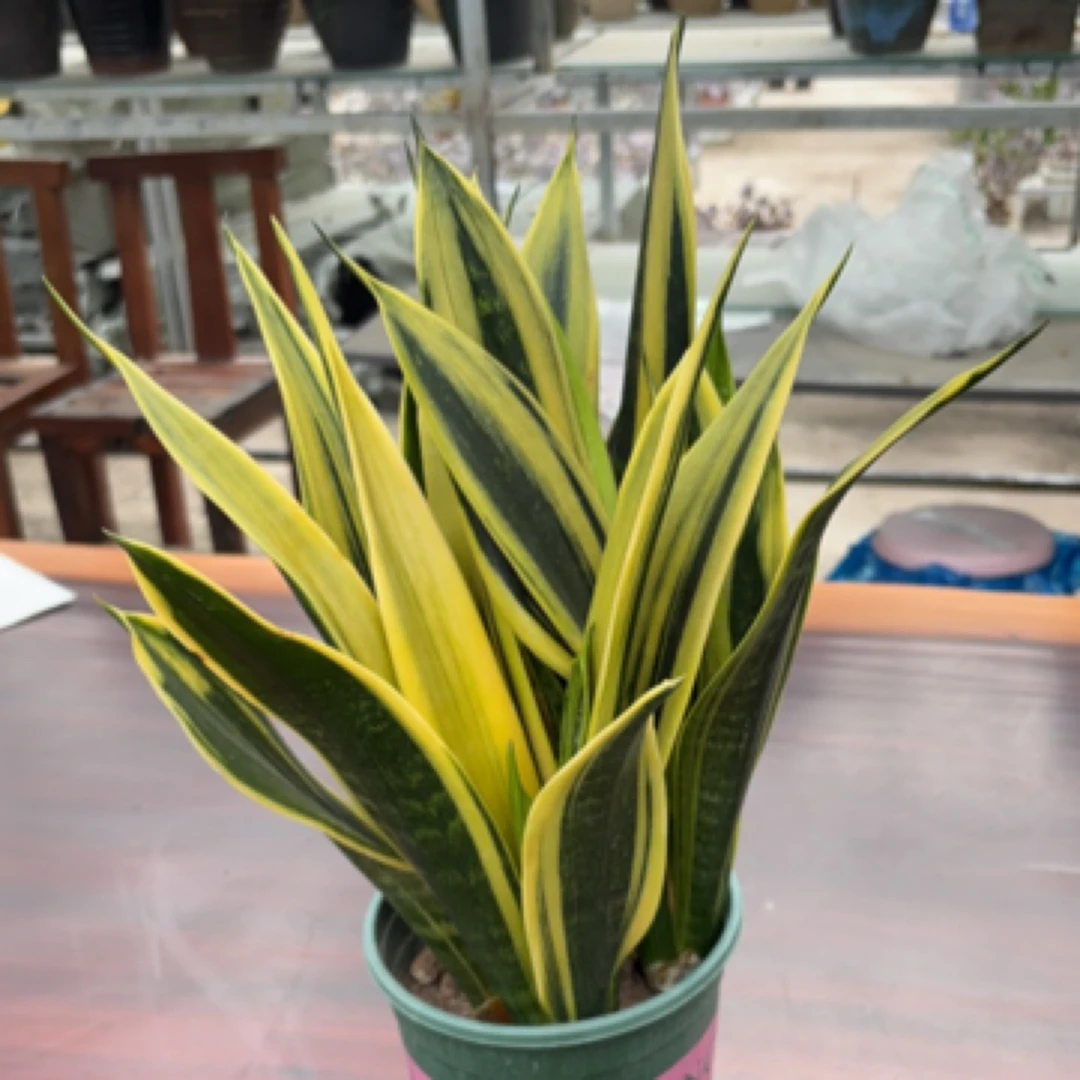 精品1加仑黄金兰（虎皮兰）