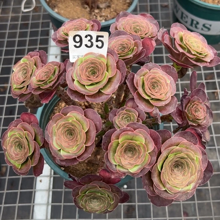 935魅金玫瑰朵朵25厘米左右